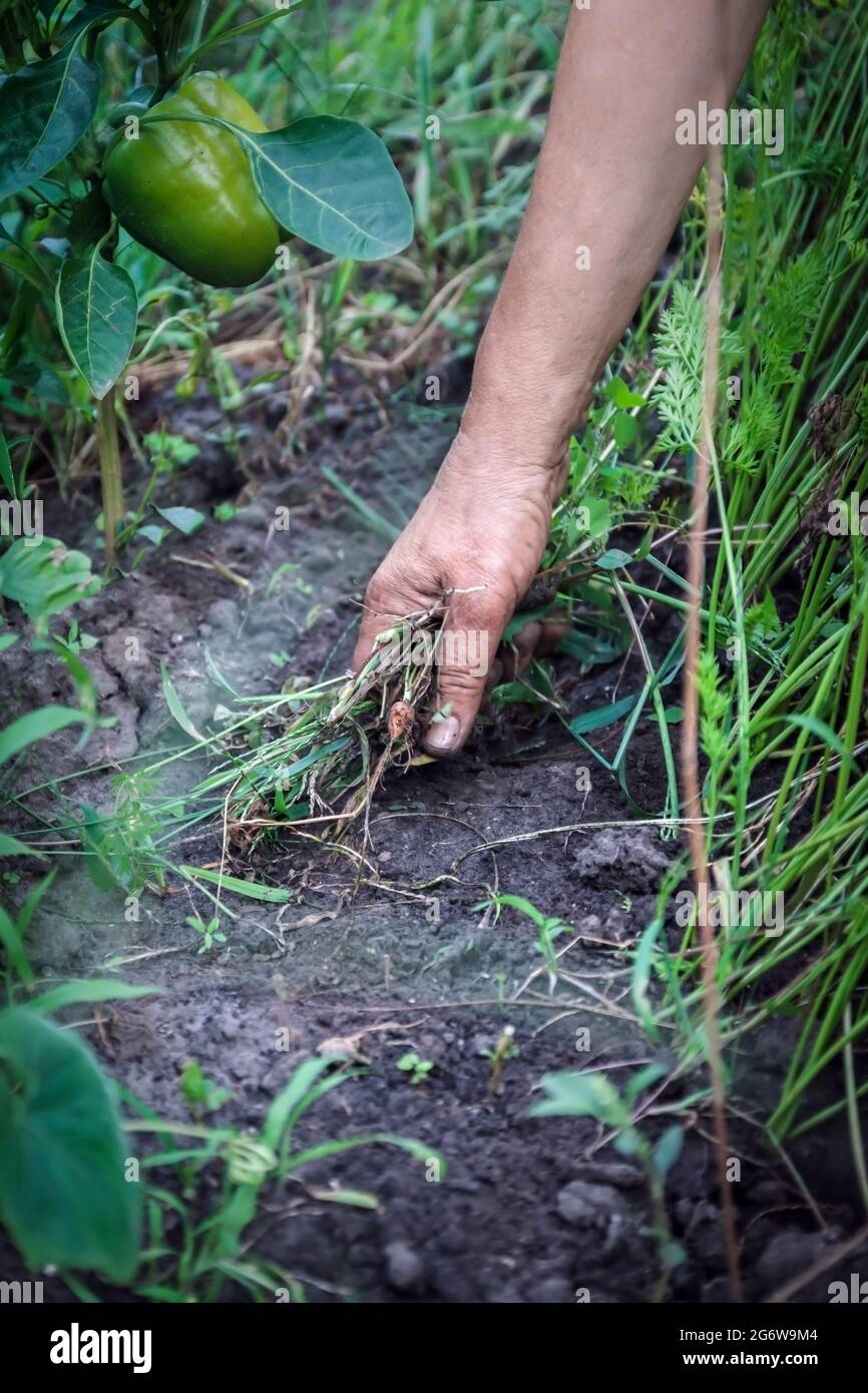 Female Hands Pull Out Weeds From Ground Garden. Weeding Weeds. Struggle
