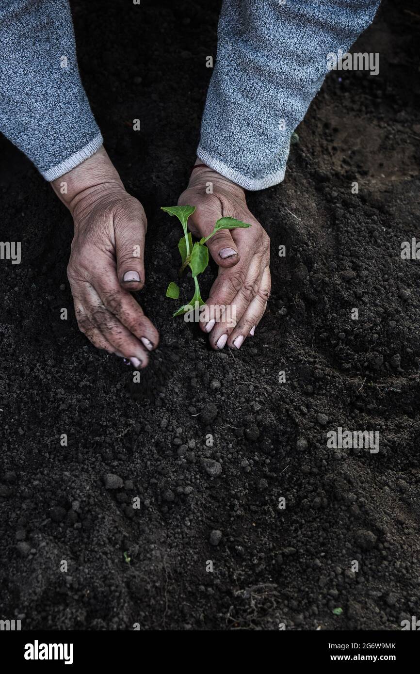 cropped female elderly hands plant a young plant of tomato seedlings in the ground. Concept, gardening, protection of young plants Stock Photo