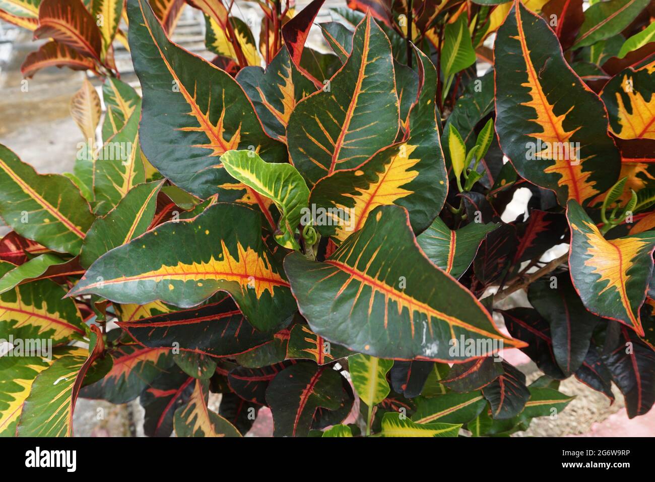 Codiaeum Variegatum Croton Variegated Laurel Garden Croton Orange