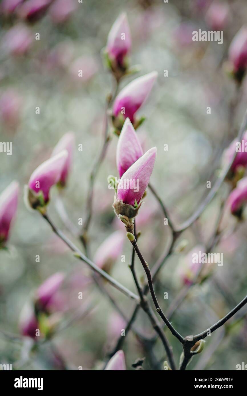 Background of pink magnolia buds on a tree Stock Photo - Alamy