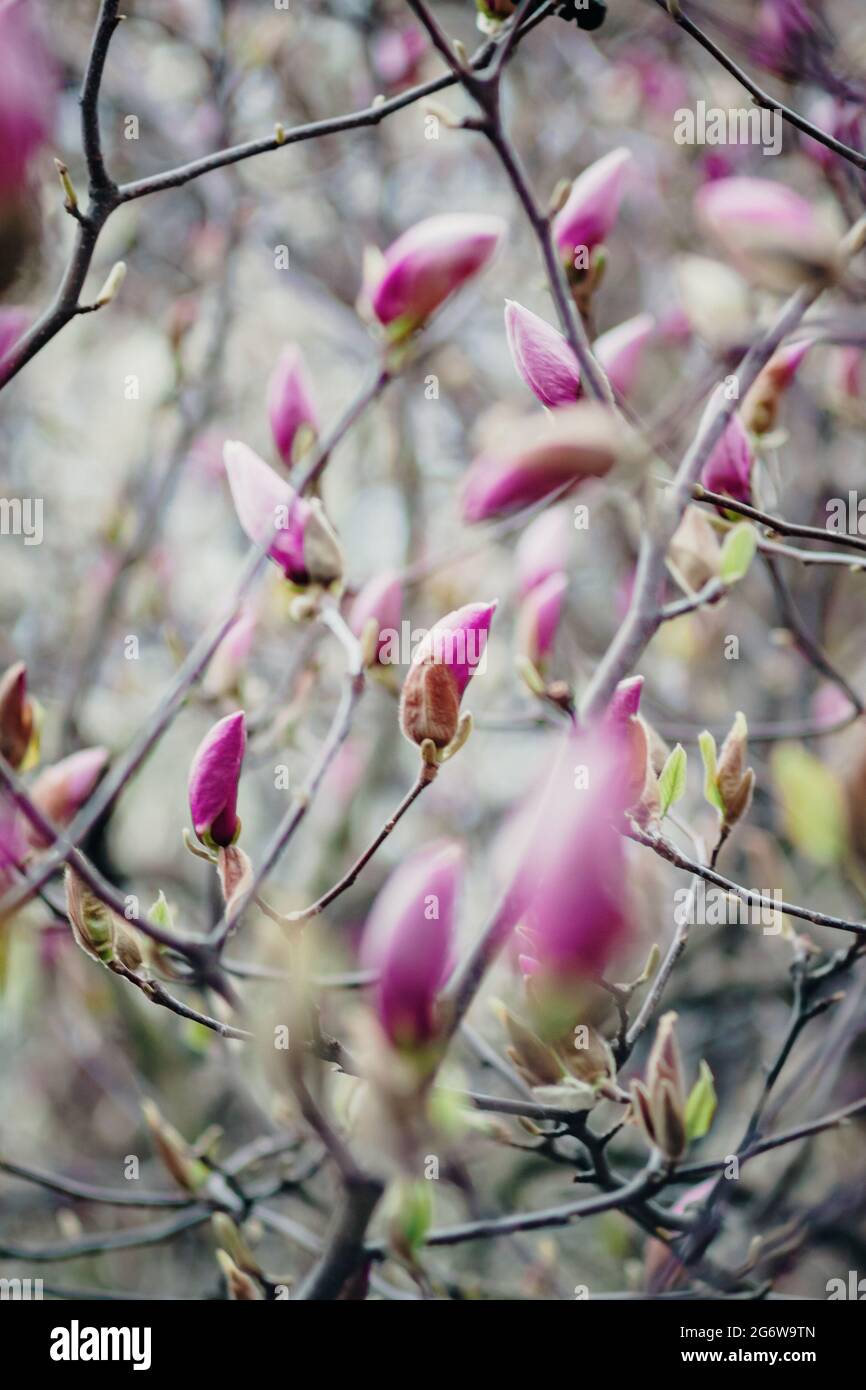 Background of pink magnolia buds on a tree Stock Photo - Alamy