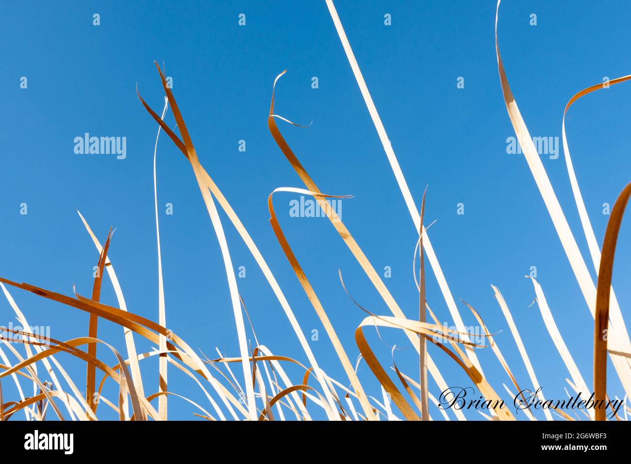 Strap like leaves hi-res stock photography and images - Alamy