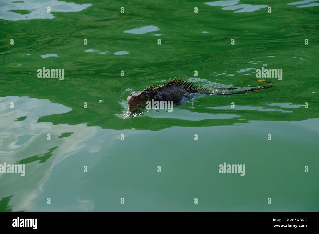 Guatemala Livingston - Rio Dulce - Lago de Izabal swimming marine iguana Stock Photo