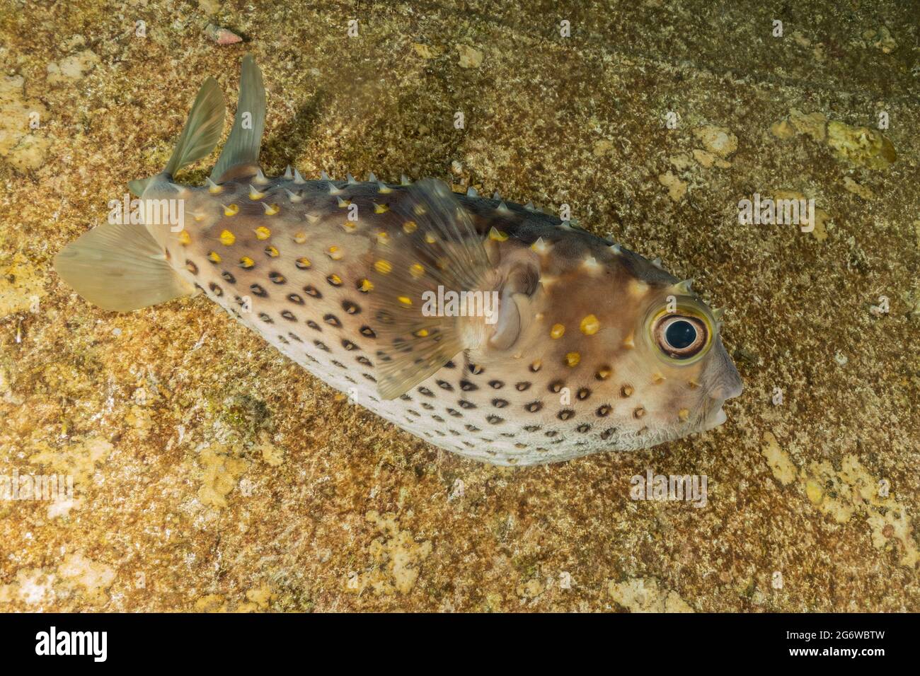 Isral Fish Fish swim in the Red Sea, colorful fish, Eilat Israel Stock Photo - Alamy