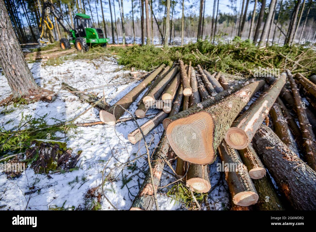 Belarus - 02.02.2015 - Machines for logging, timber production, men's work are working in the forest. Harvester in the woods. Harvesting of wood. Firewood as a renewable energy source. Agriculture and forestry theme. Stock Photo