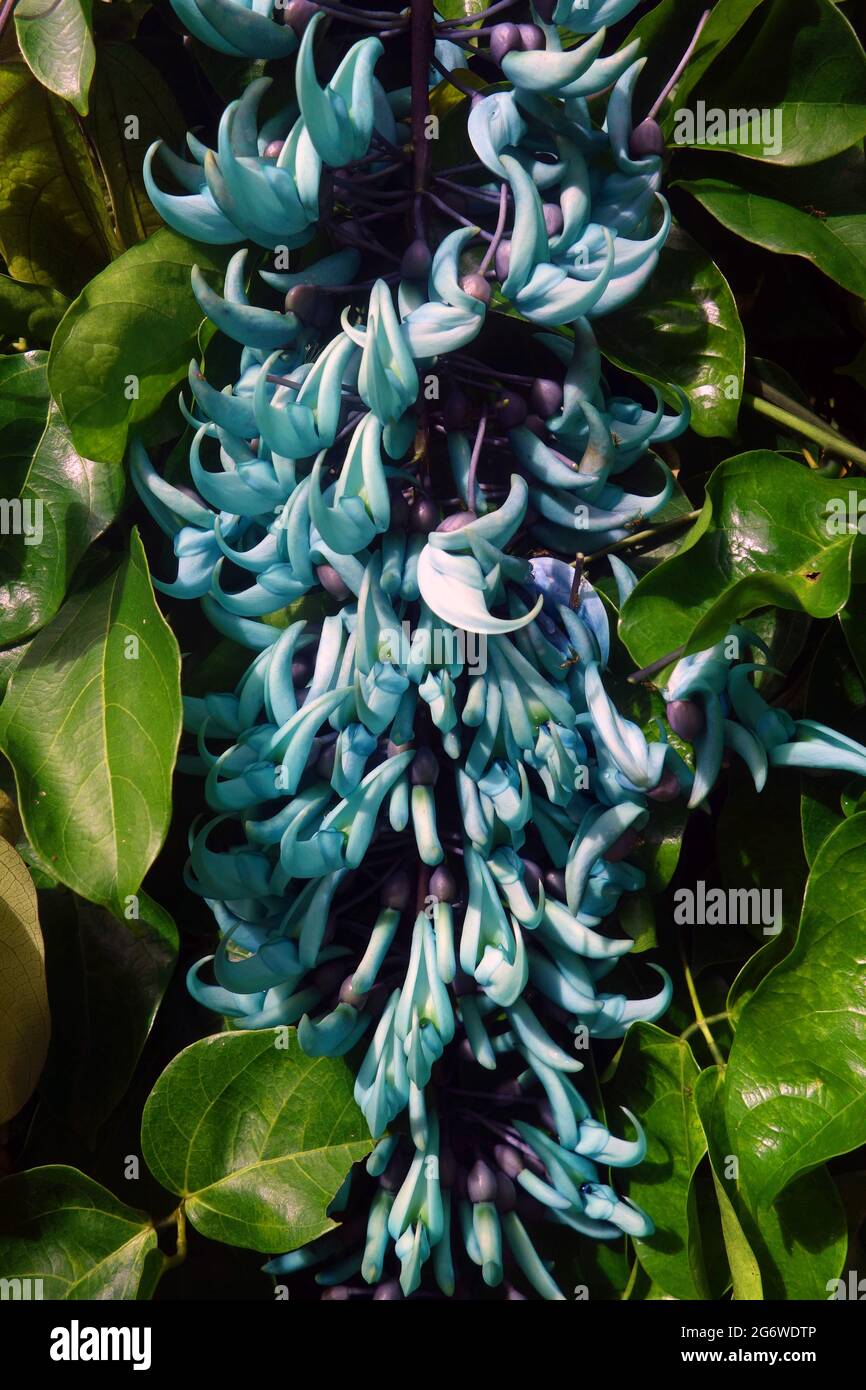 Flowers of jade vine (Strongylodon macrobotrys), Flecker Botanic