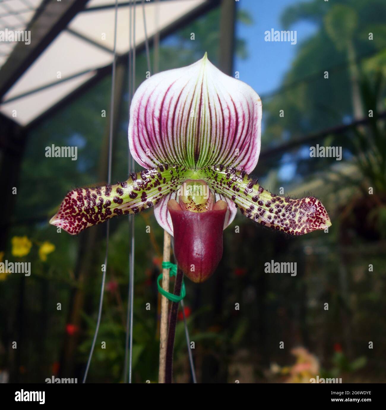 Venus Slipper orchid (Paphiopedilum sp.) in the Conservatory, Flecker Botanic Gardens, Edge Hill, Cairns, Queensland, Australia. No PR Stock Photo