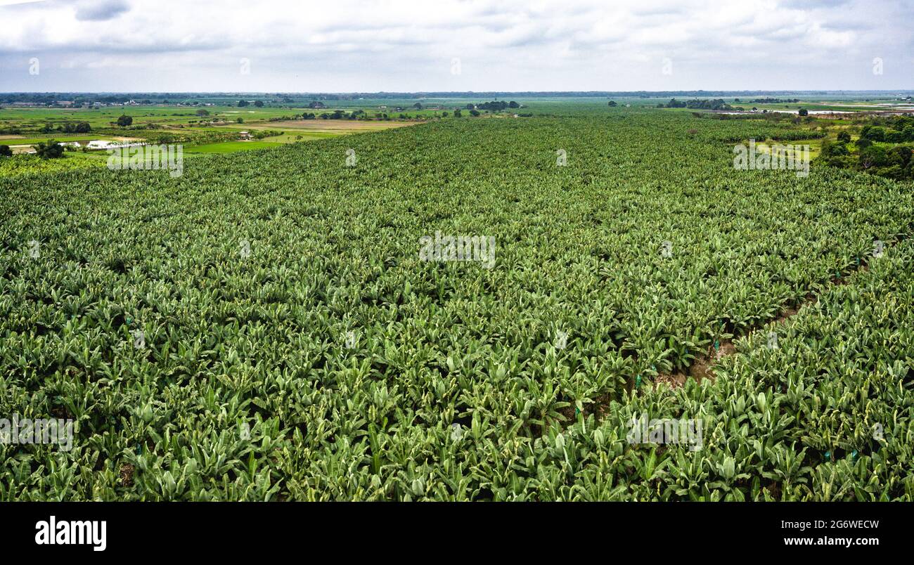 Aerial view of large banana plantation in a sunny day. Huge field filled with banana trees in Los Rios, Ecuador. Trees can be seen up to the horizon. Stock Photo
