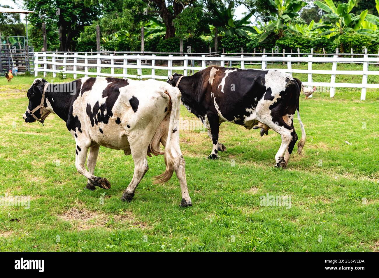 Two cows walking in a field inside a ranch. Trees and a fence and green grass also in the shot. One white cow and one black cow. Stock Photo