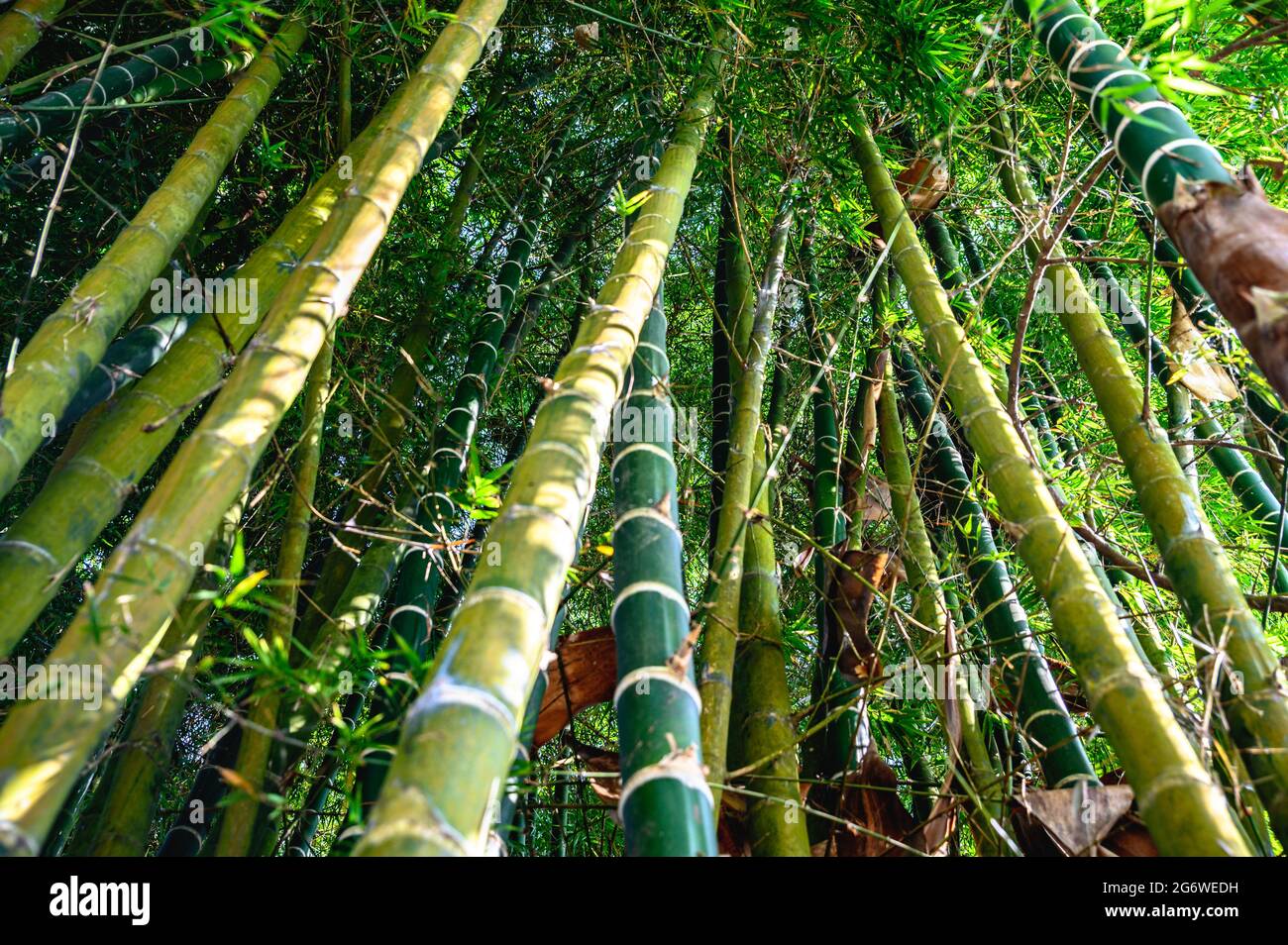 Shot from the bottom of the Guagua or bamboo tree plant in a plantation. Green, raw tree trunk with leafs in the background. Stock Photo