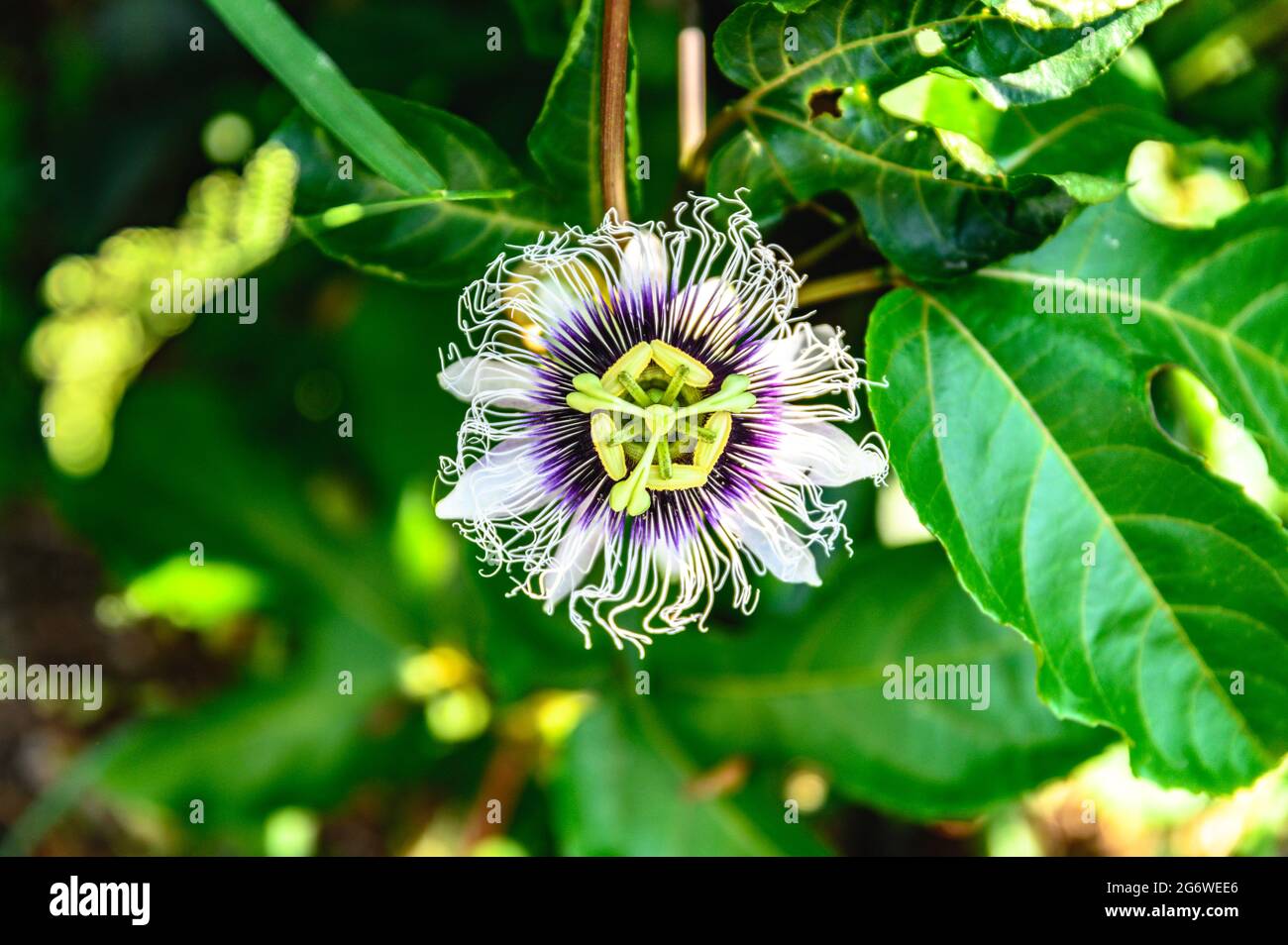 Close up of a Maracuya flower with the leaves and the garden in blurred background. Stock Photo