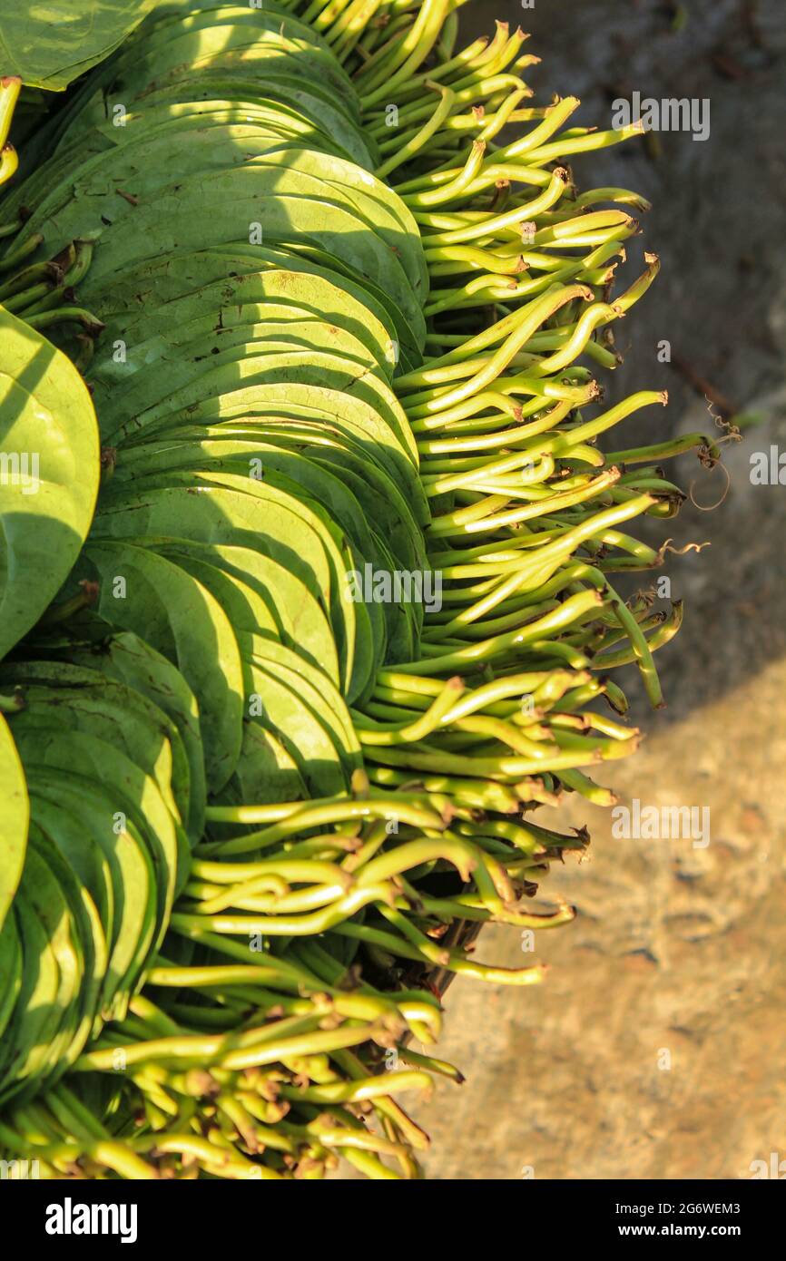 betel (Piperaceae) plant leaves or paan Stock Photo