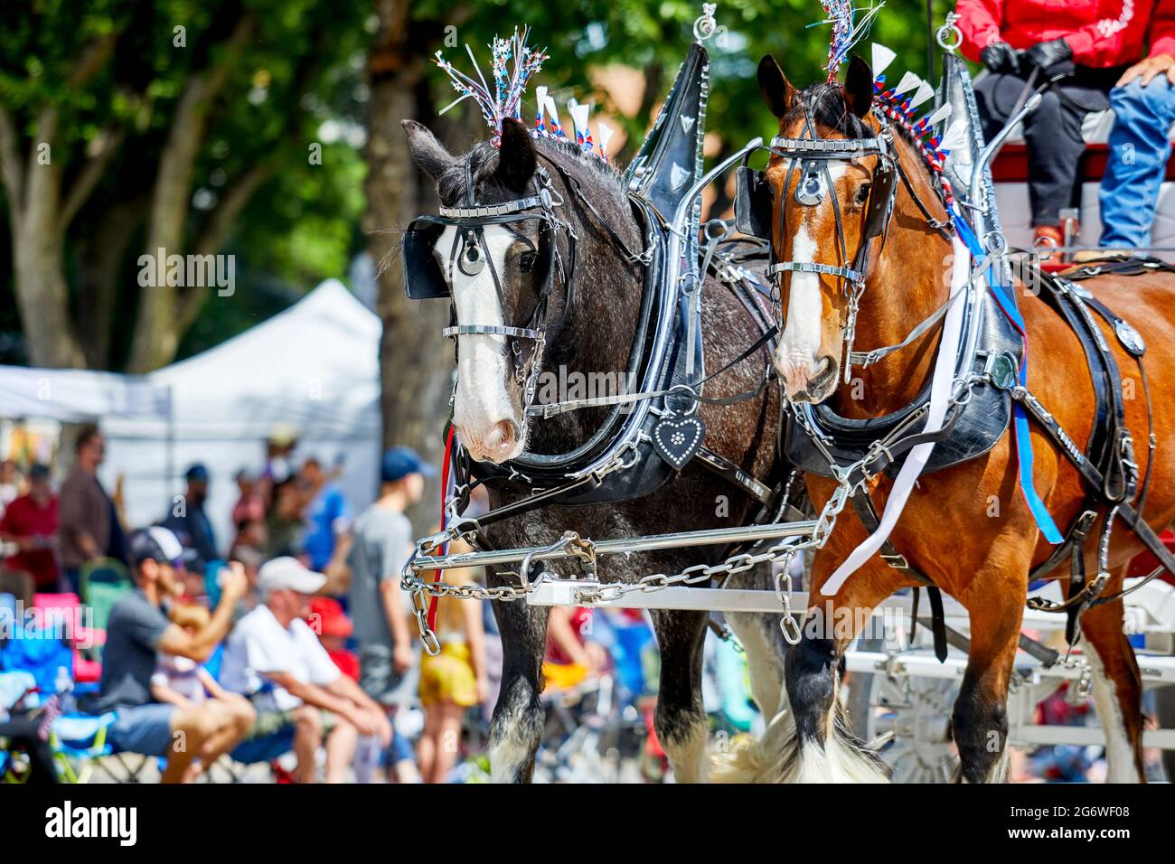 Prescott, Arizona, USA - July 3, 2021: Close up of carriage horses in the 4th of July parade Stock Photo
