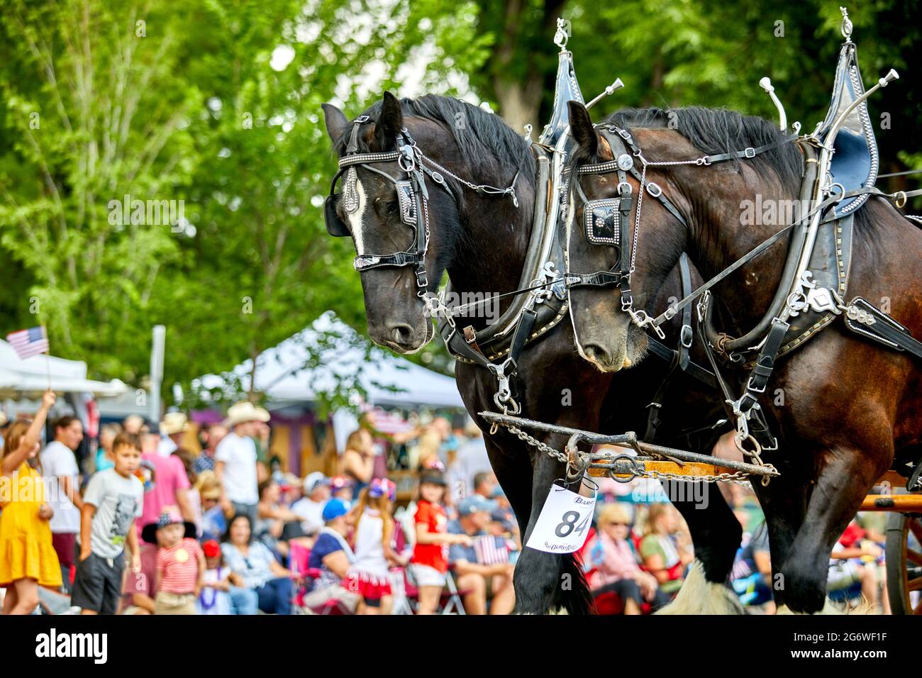 Prescott, Arizona, USA - July 3, 2021: Close up of carriage horses in the 4th of July parade Stock Photo