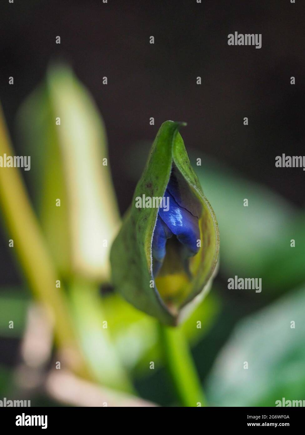 Macro, Blue Skyflower bud opening, blue petals still tightly wrapped and seen through the outer green bracts, Blurred green and black background Stock Photo