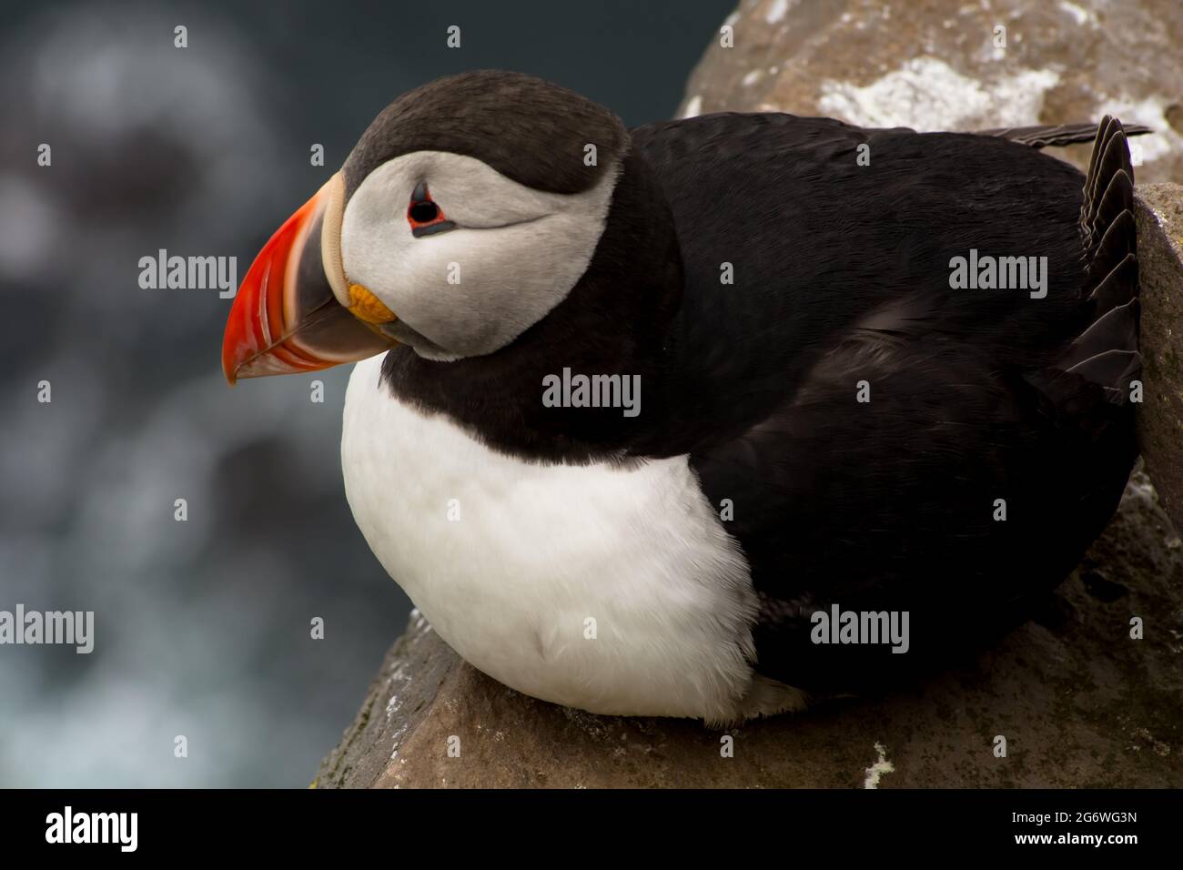 Close up on a puffin Stock Photo