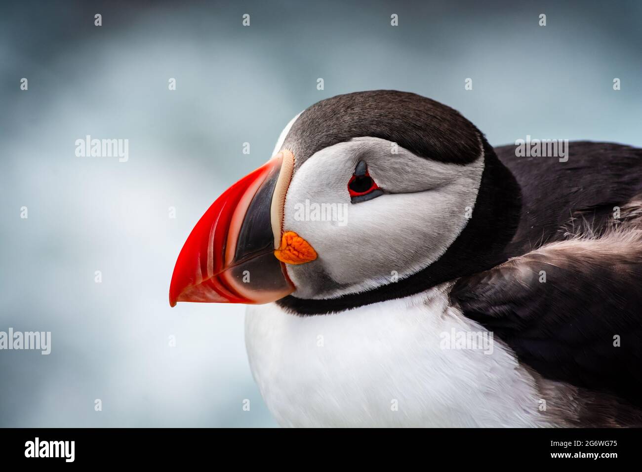 close up view on the head of a puffin Stock Photo