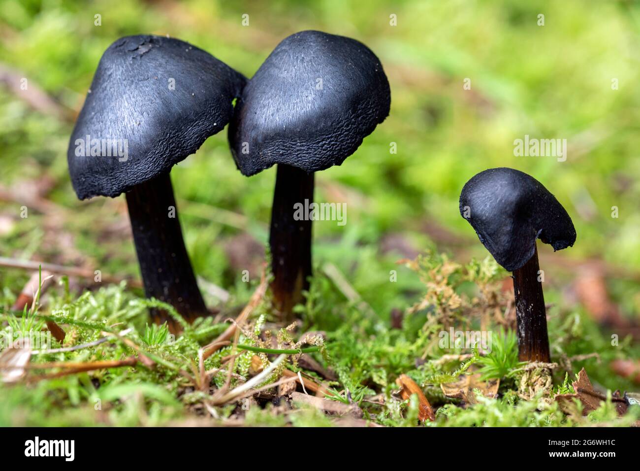 Closeup image of black mushrooms growing in Brevard, North Carolina