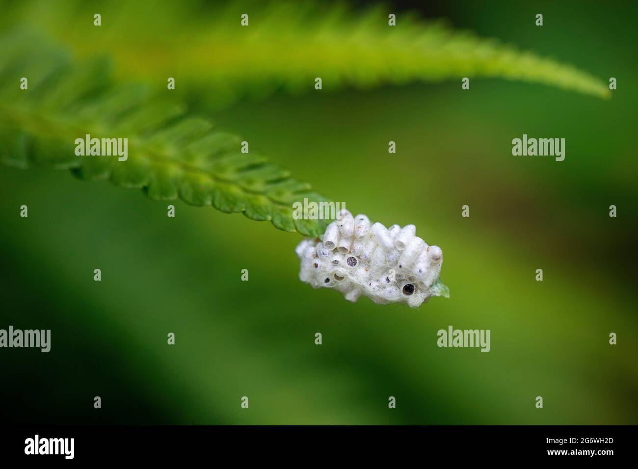 Cocoons of a parasitic wasp on a fern leaf - Asheville, North Carolina, USA Stock Photo