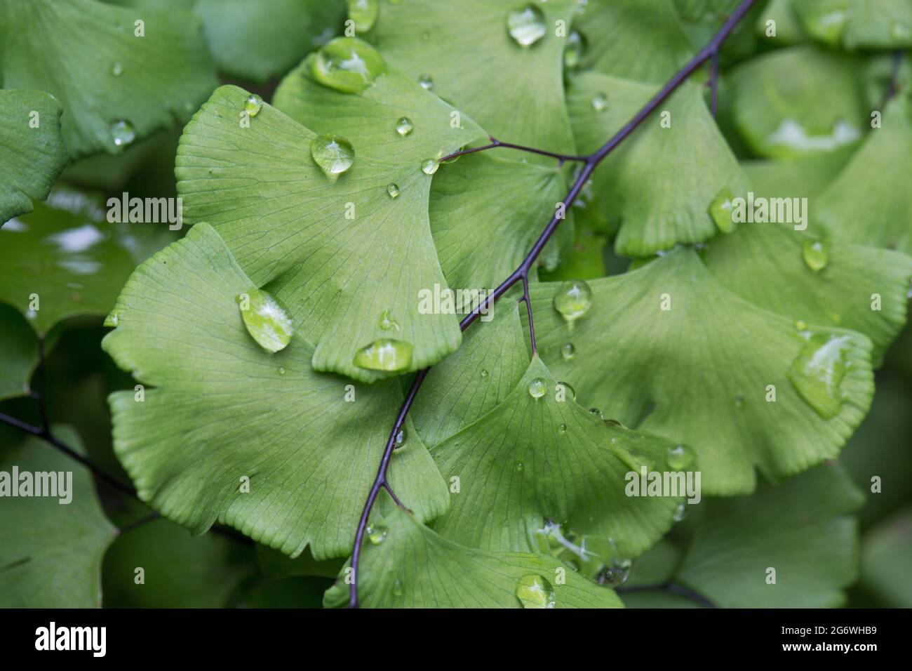 Adiantum capillus-veneris - Southern maidenhair fern, close up, with rain drops. Stock Photo