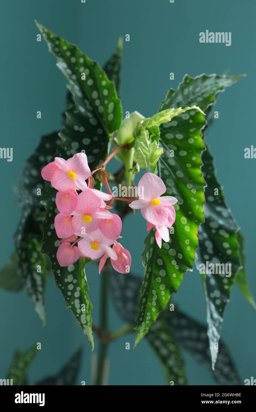 Flowering begonia 'My Special Angel'. Stock Photo