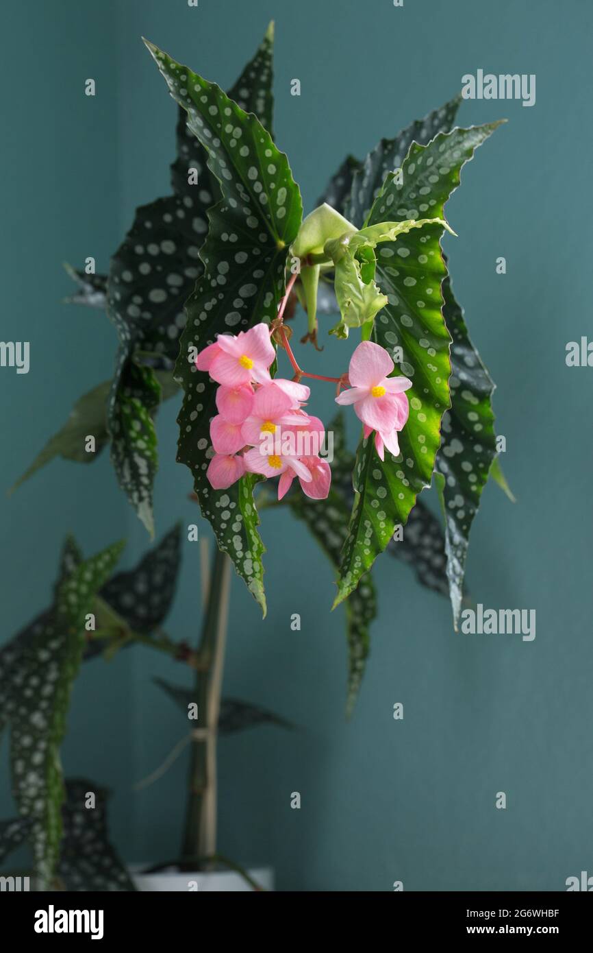 Flowering begonia 'My Special Angel'. Stock Photo