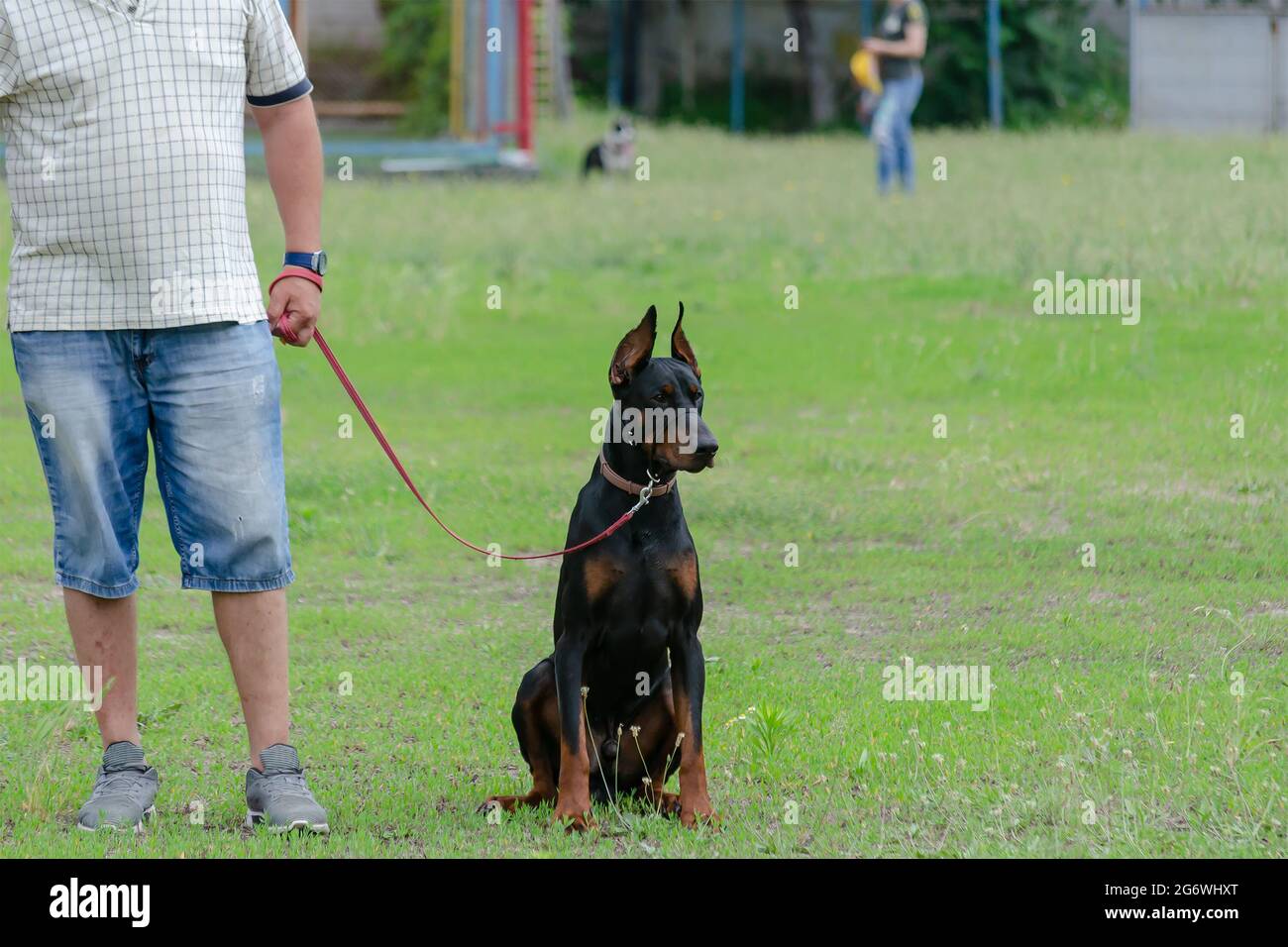 doberman leash training