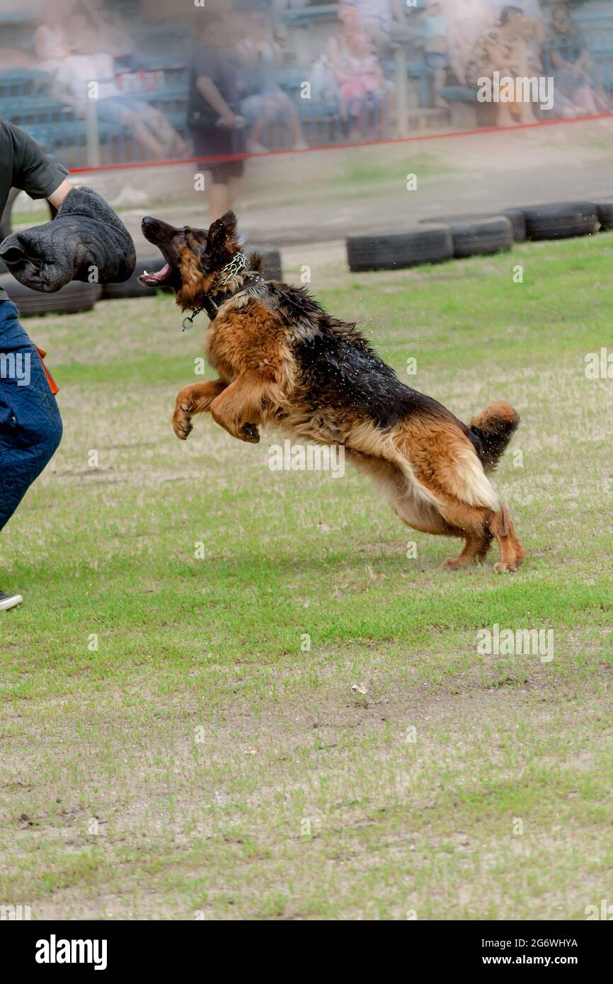 German shepherd bite sleeve 2025