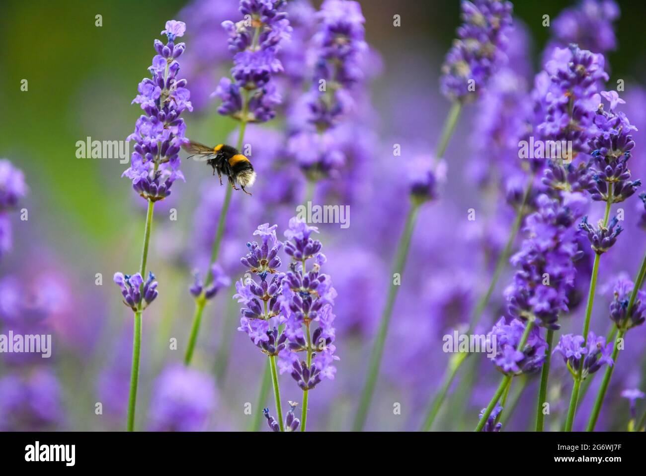 Bumble Bee on a flower collecting pollen this is how insects pollinate