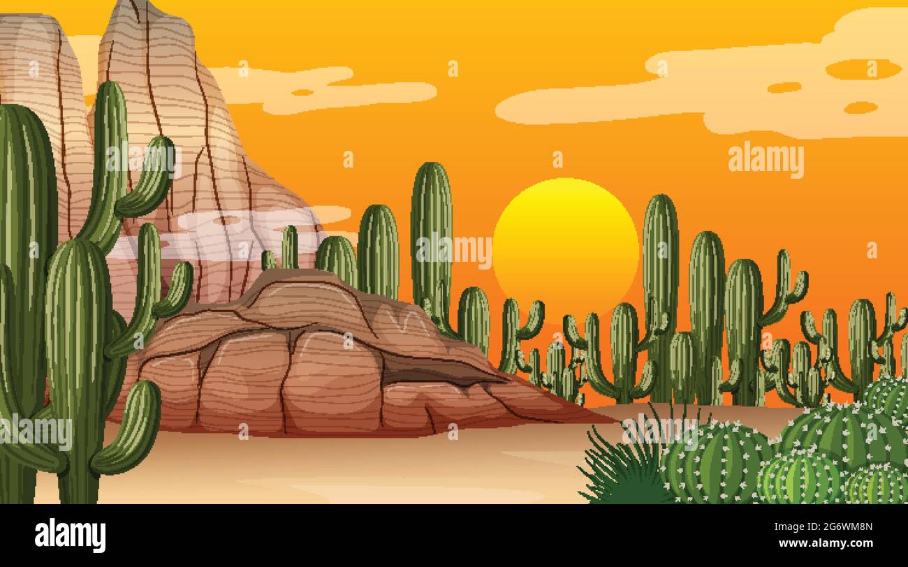 Desert forest landscape at sunset time scene with many cactuses ...
