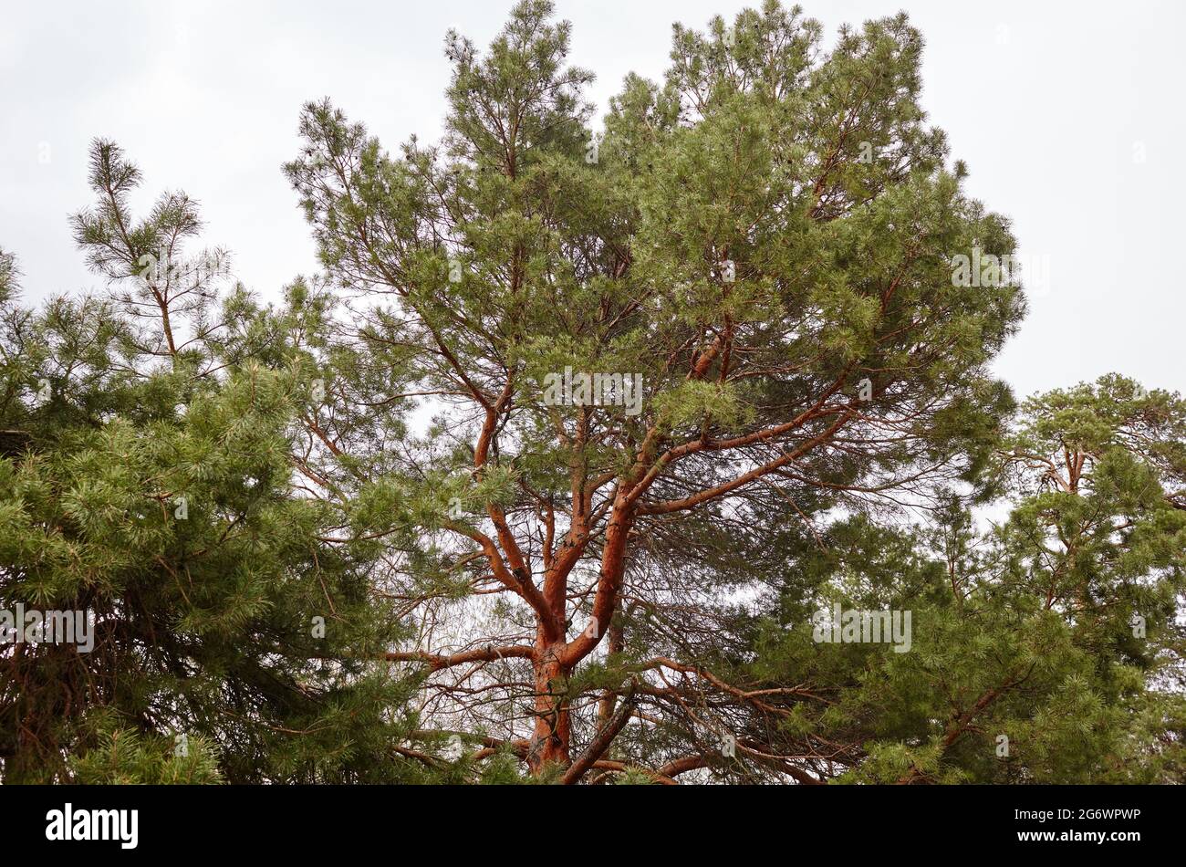 Forest against the sky. Pine trees against a blue sky with clouds on a sunny day Stock Photo
