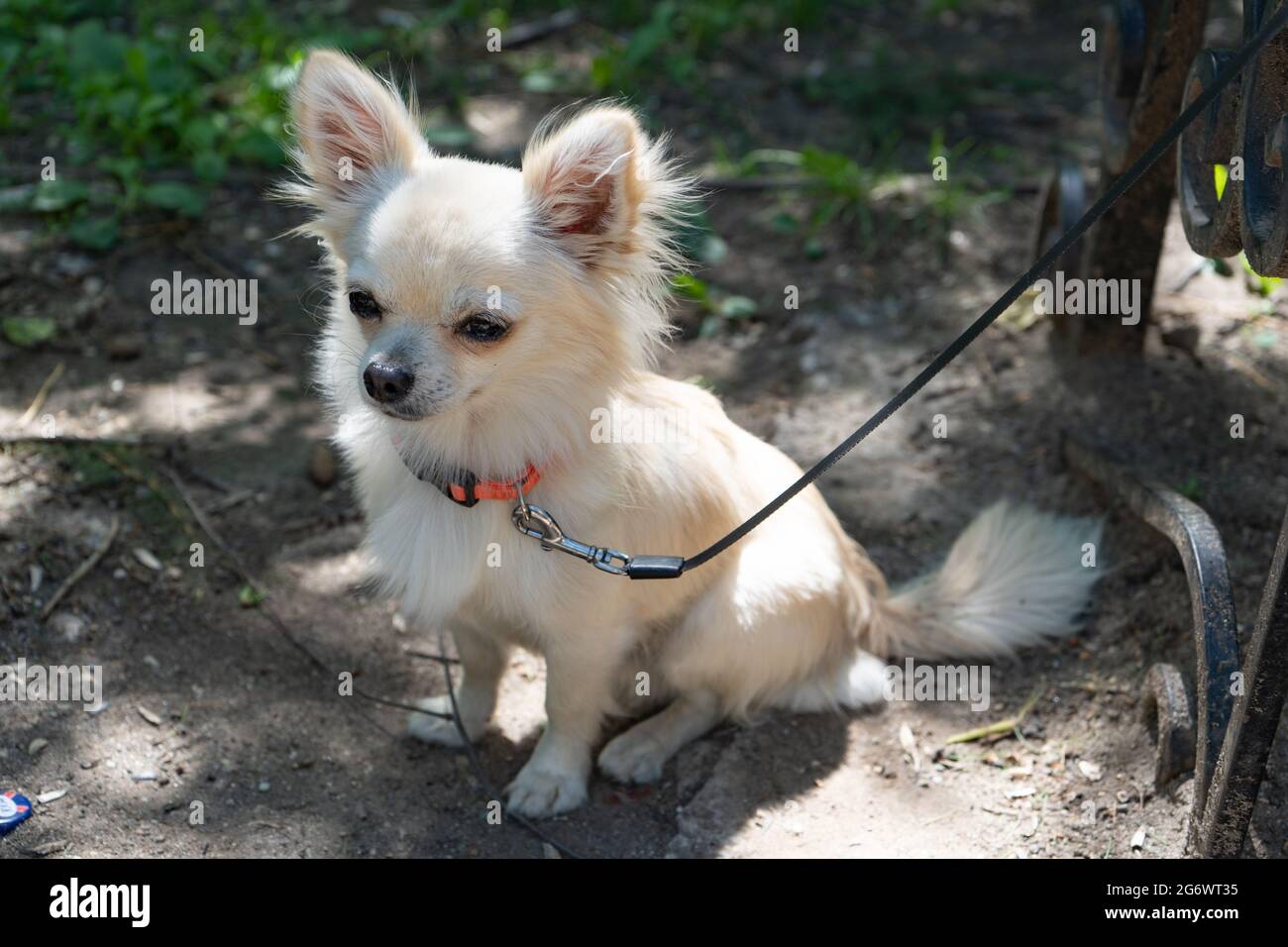 A young beige chihuahua puppy is sitting on a leash on the ground. Home pets. Small breed. Outdoors Stock Photo