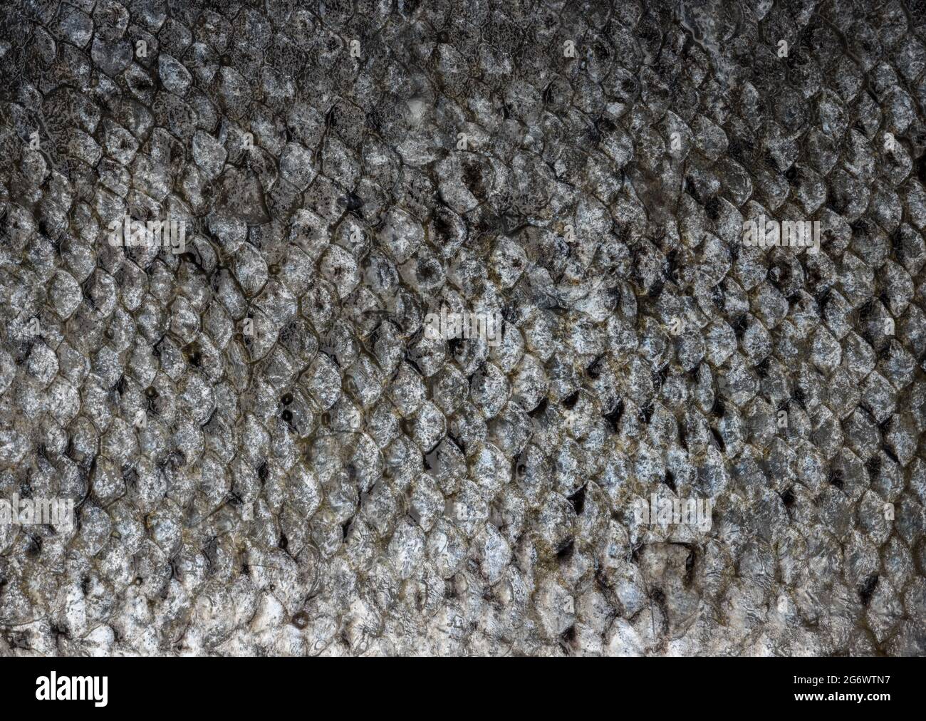 Fish Skin Close Up Structure Background Stock Photo