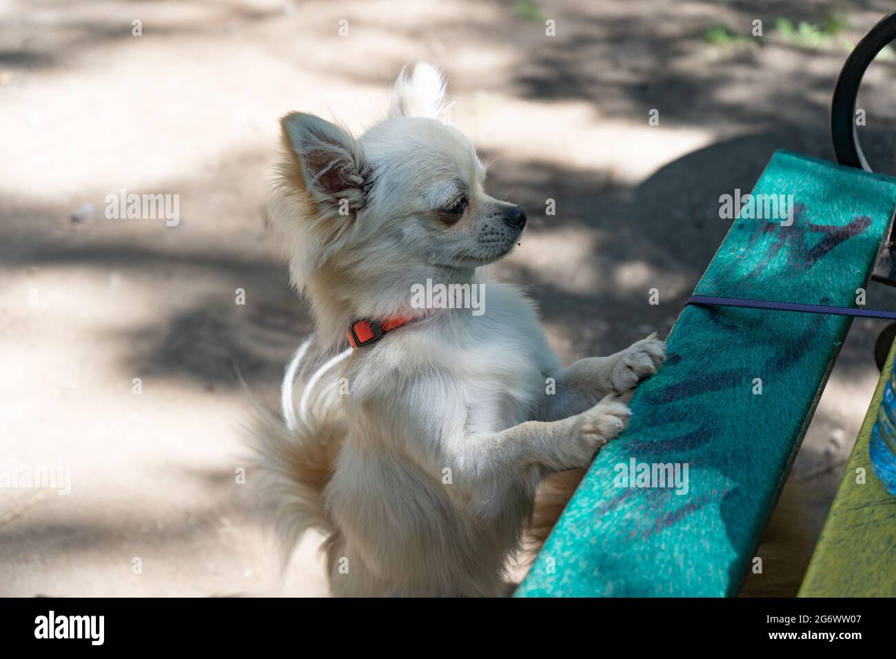 A young beige chihuahua puppy  standing with its front paws on a bench. Home pets. Small breed. Outdoors Stock Photo