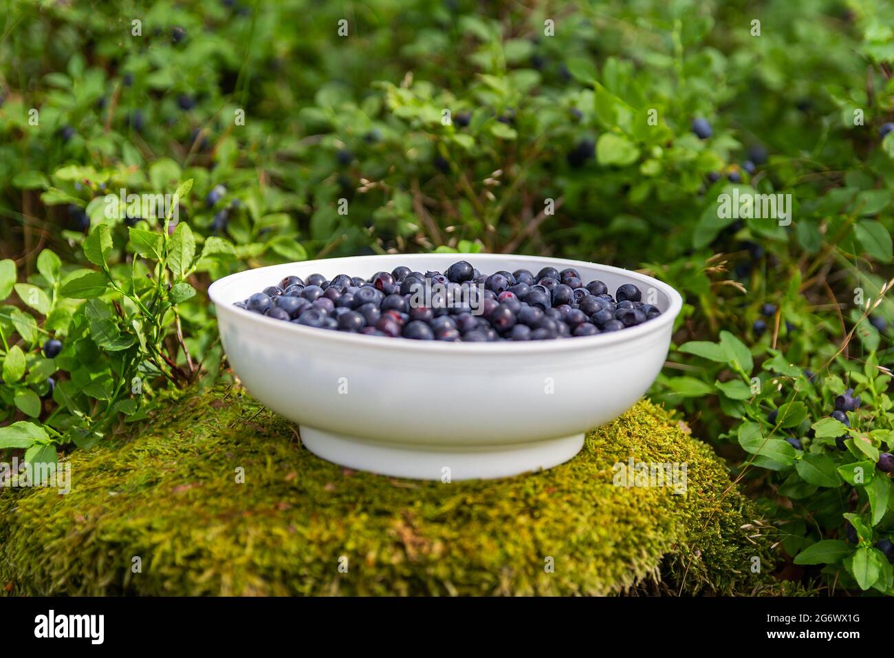 White bowl full of blueberry standing on moss stump in forest ...