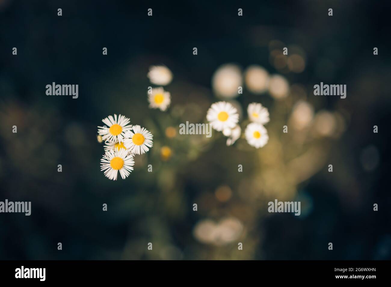 Green leaf top view, foliage background. Spring summer leaves Stock ...