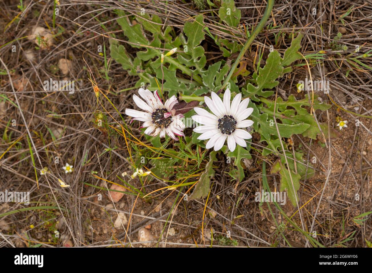 White flowered Dimorphotheca close to Nieuwoudtville in the Northern Cape of South Africa Stock Photo