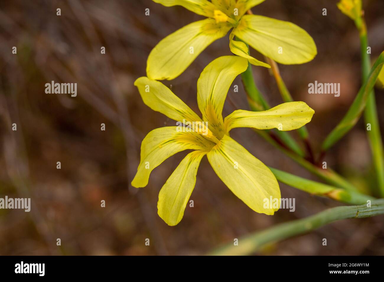 Yellow flowered species of Moraea seen in natural habitat close to Nieuwoudtville in the northern Cape of South Africa Stock Photo