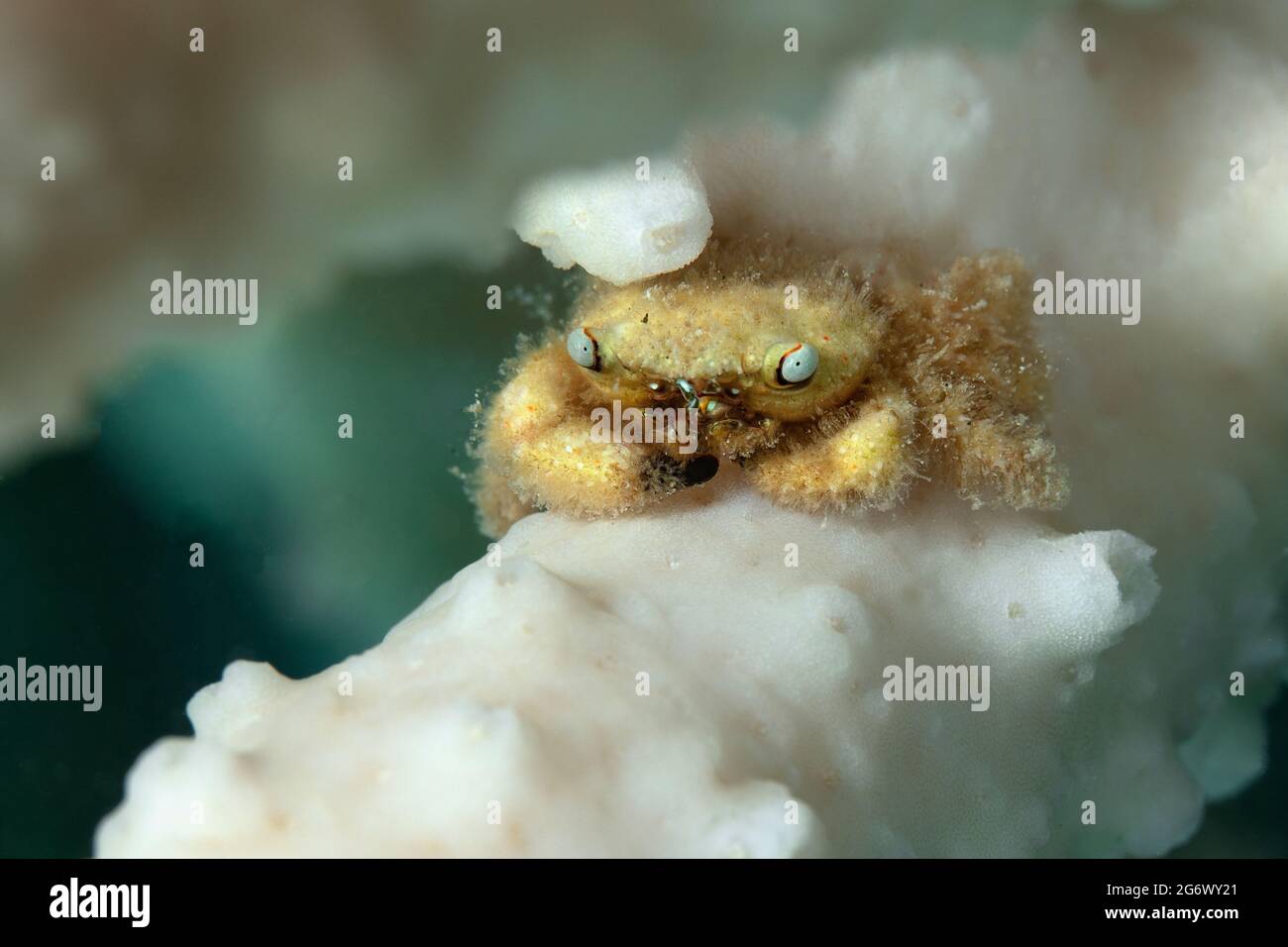 Tiny critter - Furry Coral crab (Cymo melanodactylus). Underwater world ...