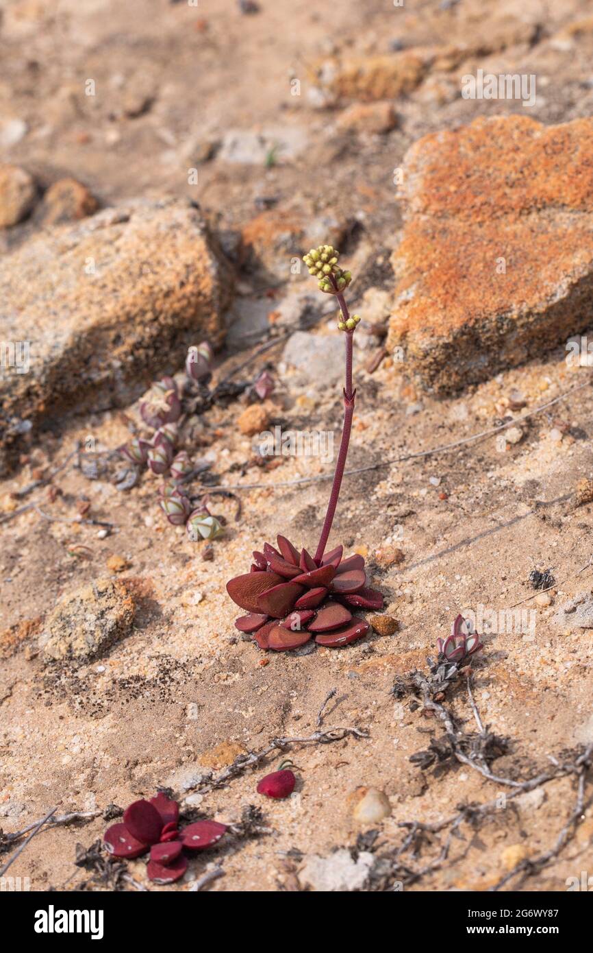 Single flowering plant of Crassula clavata in natural habitat on the Bokkeveld Plateau in the Northern Cape of South Africa Stock Photo