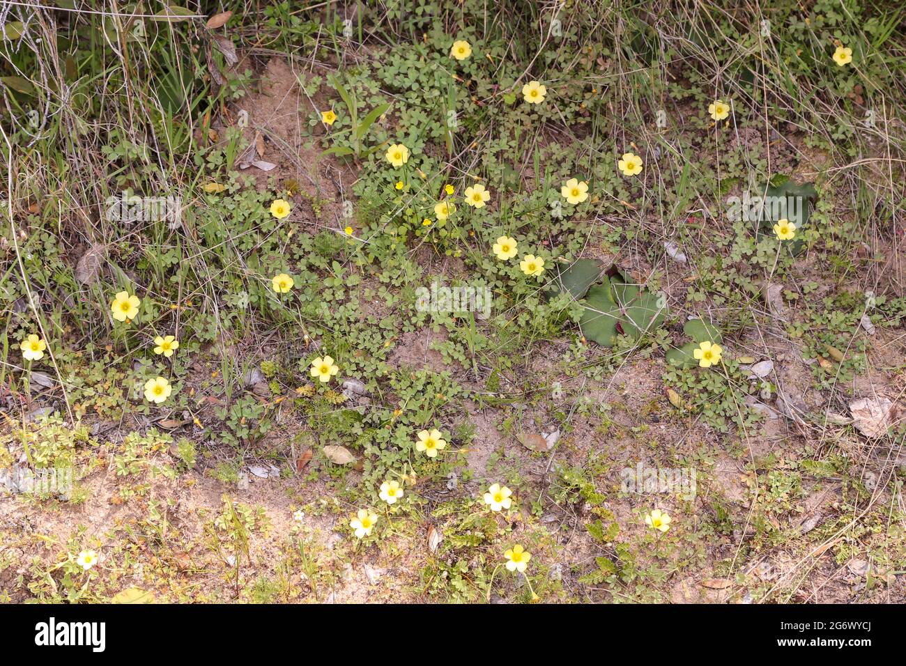 Some yellow flowers of an Oxalis sp. seen in natural habitat near Nieuwoudtville in the Northern Cape of South Africa Stock Photo