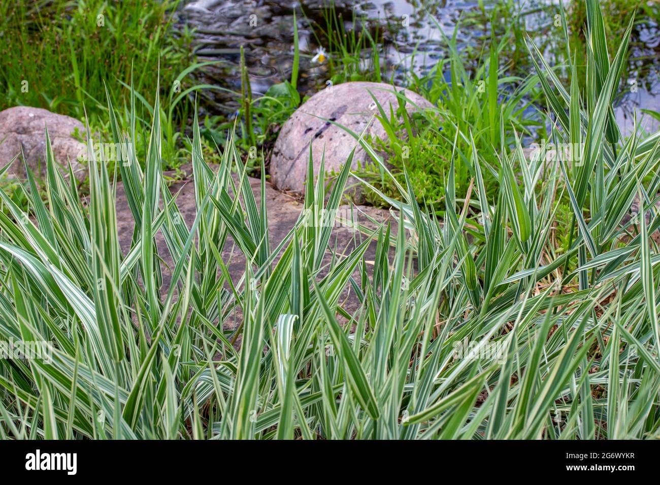 This image shows a landscape image of green variegated Japanese sedge grass (carex morrowii) in front of a rustic garden pond on a sunny day. Stock Photo