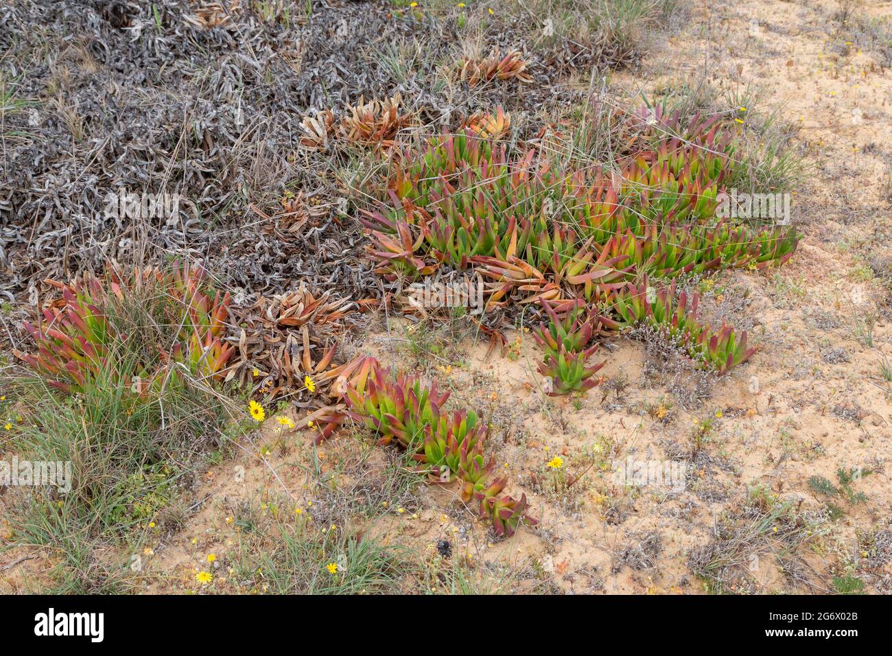 Crassula sp. in natural habitat close to Nieuwoudtville in the Northern Cape of South Africa Stock Photo