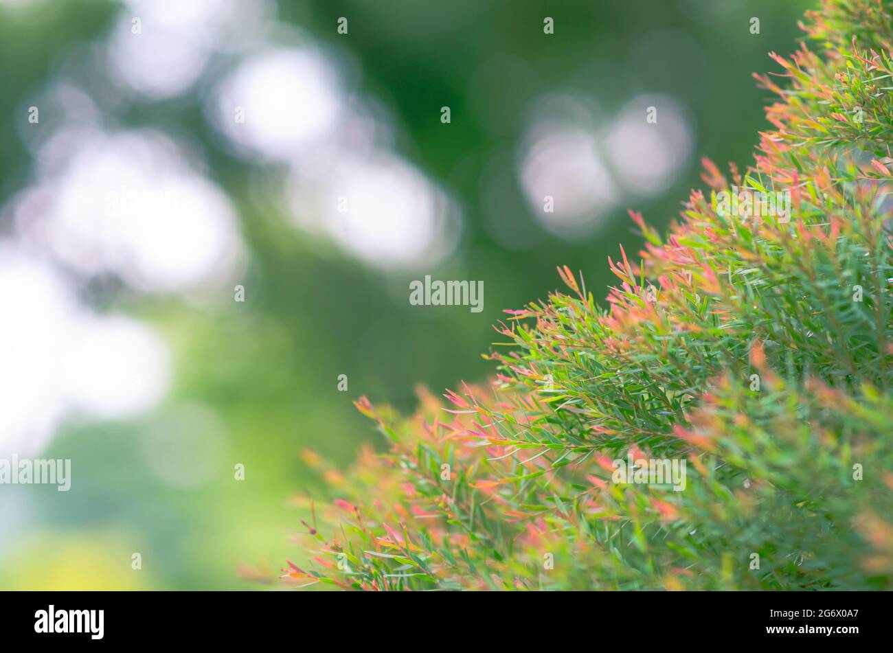 Focus and blurred photo of green and red color Honey Myrtle (Melaleuca linariifolia ‘Claret Tops’) leaves with the background of bokeh light. Stock Photo
