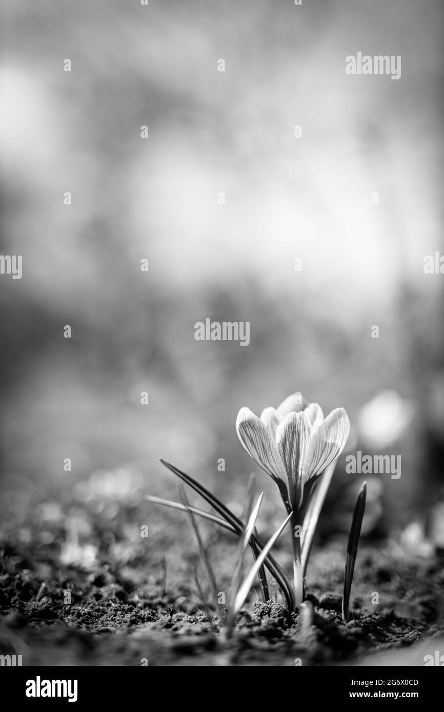 Elegant black white floral background. Crocus plant close-up. selective focus copy space. blossoms in spring in the garden black and white background Stock Photo