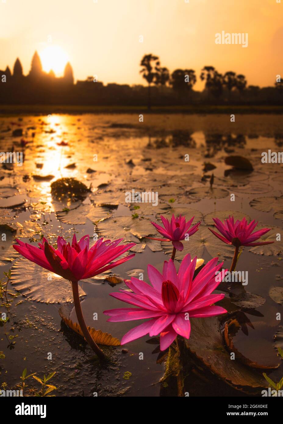Angkor Wat golden sunrise portrait with beautiful pink water lily lotus plant in foreground.  Dynamic shot of this Iconic Cambodian temple. Stock Photo