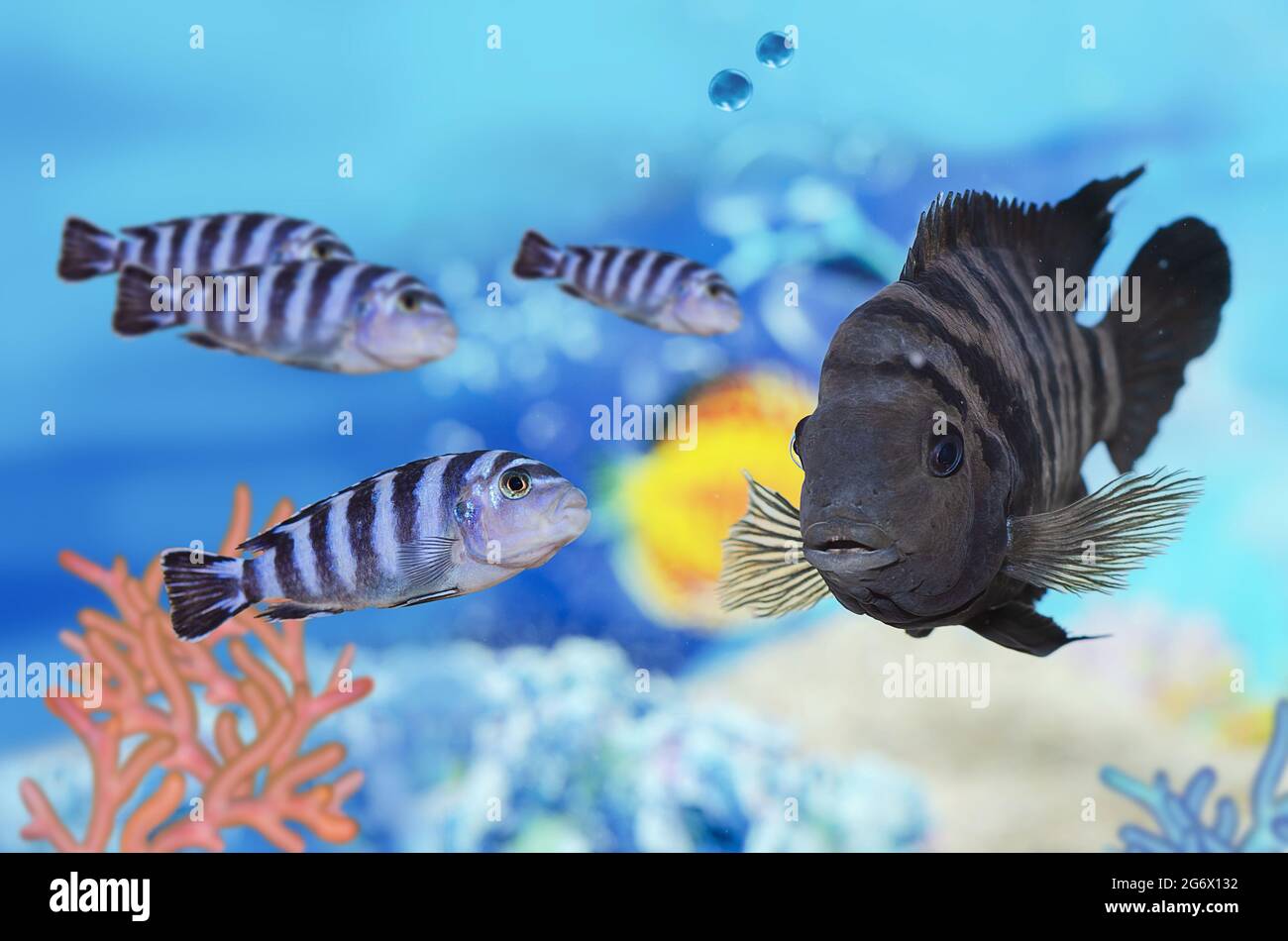 Fish with black stripes under water Cichlasoma nigrofasciatum on a defocused background of small striped fish. Selective focus Stock Photo