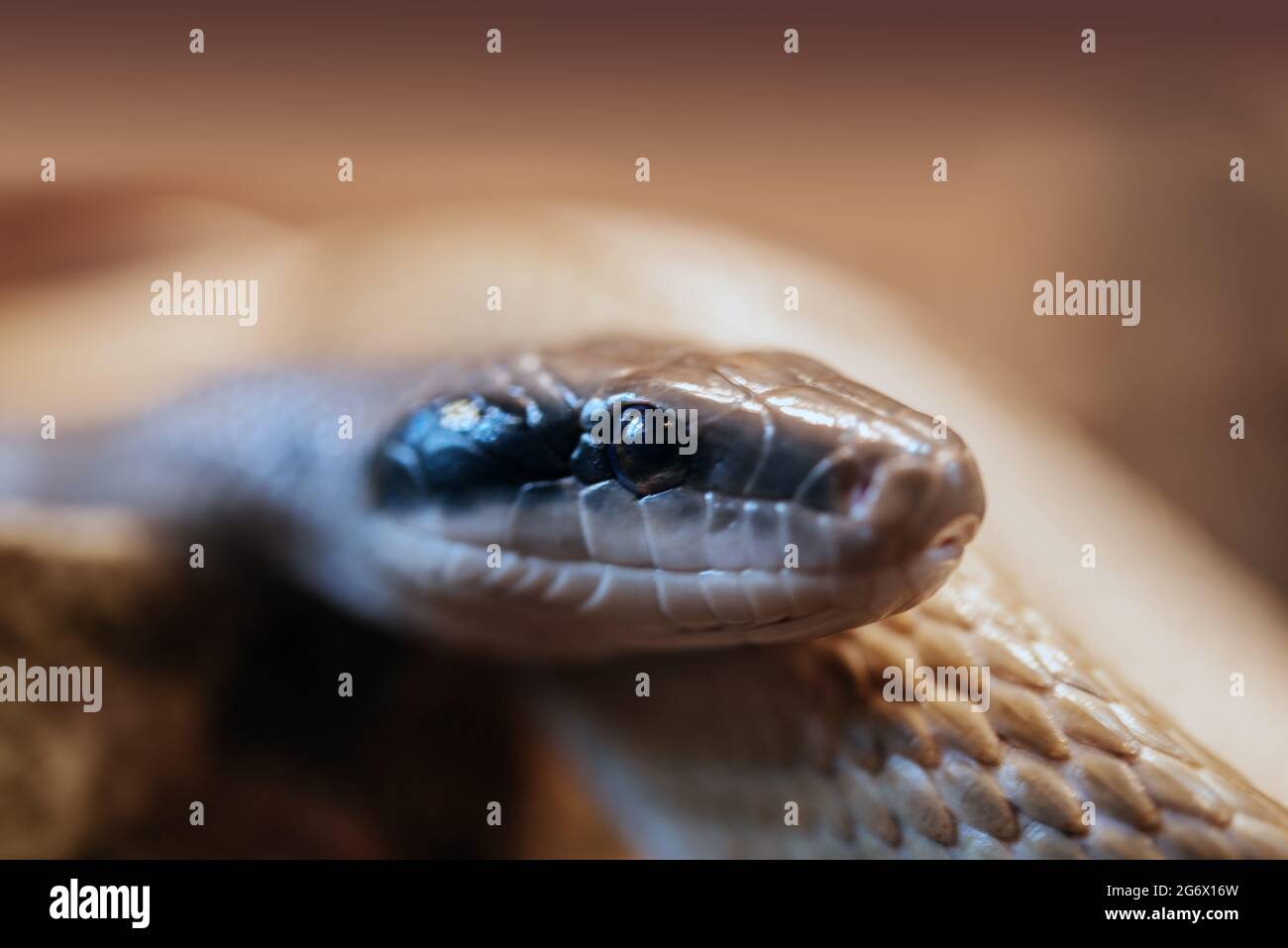 Snake eye close-up, macro photo of python snake at the zoo terrarium, reptile head close-up shot Stock Photo