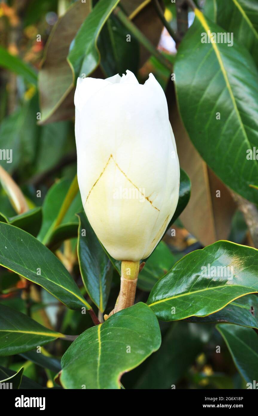 Flower of magnolia tree whose leaves are always fresh, wonderful magnolia flower Stock Photo