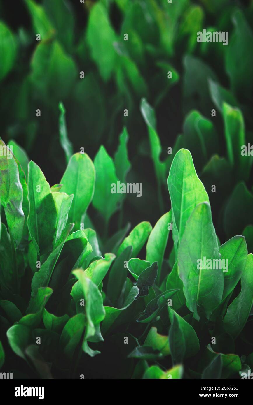 Closeup of rows of organic healthy green sorrel, spinach plants Stock Photo